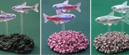 Bandai DG Digital Grade Tropical Fish Gashapon 5 Trading Figure Set Cheap